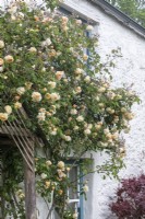 Rosa 'Buff Beauty' pousse autour de la porte d'un ancien cottage