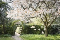 Prunus 'Tai-haku', le grand cerisier blanc, encadre l'entrée du jardin de Balmoral Cottage, Kent en avril.