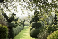 Topiaire en if et fort à Balmoral Cottage, Kent en avril créé par Charlotte Molesworth.