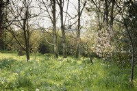 Zone naturaliste avec Amelanchier lamarckii et jonquilles à Balmoral Cottage, Kent en avril