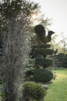 Topiaire d'if à plusieurs niveaux avec oiseau encadré par une colonne de Corokia à Balmoral Cottage, Kent en avril