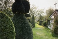 Chemin d'herbe encadré de topiaires en if et fort à Balmoral Cottage, Kent en avril.