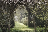 Un chemin herbeux menant entre if et buis haies topiaires à Balmoral Cottage, Kent en avril encadré d'arbres.