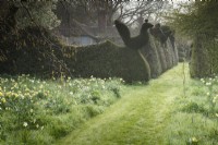 L'herbe tondue menant entre l'herbe plus longue parsemée de jonquilles à Balmoral Cottage, Kent en avril.