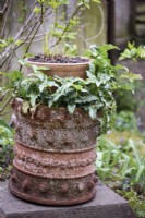 Jardinière décorative en terre cuite à Balmoral Cottage, Kent en avril avec Arum italicum subsp. italicum 'Marmoratum'.