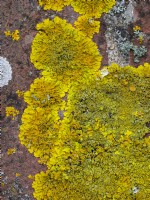 Xanthoria parietina lichen orange commun, cochenille jaune, lichen sunburst maritime ou lichen côtier.