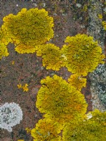 Xanthoria parietina lichen orange commun, cochenille jaune, lichen sunburst maritime ou lichen côtier.