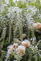 Wisteria floribunda 'Alba' et Rosa 'Buff Beauty'