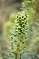 Euphorbia characias 'Black Pearl' en avril