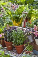 Herbes et légumes en pot, y compris la bette à carde, la sauge violette et le basilic devant la bordure de légumes surélevée.