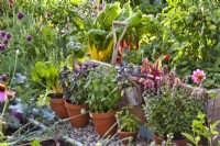 Herbes et légumes en pot, y compris la bette à carde, la sauge violette, la menthe poivrée et le basilic devant la bordure de légumes surélevée.