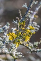 Xanthoria parietina Lichens poussant sur une branche en hiver - janvier