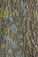 Lichens mixtes dont Xabthoria poussant sur un tronc d'arbre en hiver - janvier