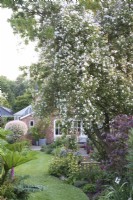 Vue sur jardin en été avec parterres de fleurs herbacées et Rosa 'Paul's Himalayan Musk' se promenant sur un support d'arbre.