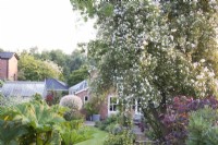 Vue sur jardin en été avec parterres de fleurs herbacées et Rosa 'Paul's Himalayan Musk' se promenant sur un support d'arbre.