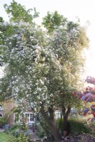 Rosa 'Paul's Himalayan Musk' se promenant sur un support d'arbre.