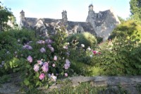 Cotswold Manor jardin de roses et de pivoines