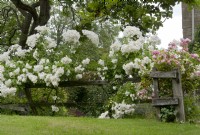 White Rosa Rambling Recteur sur clôture en bois