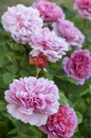 Rose rose, Rosa Princesse Alexandra de Kent