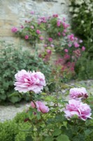 Jardin du manoir des Cotswolds, parterre de roses planté de Rosa Princess Alexandra de Kent et de rosiers grimpants