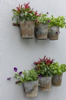 Pots muraux plantés de piments, thym, basilic et altos.
