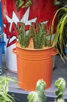 Une petite cour de ville inspirée du Pop Art et du Street Art, avec des poubelles de cuisine colorées et détournées plantées de cactus.