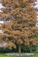 Quercus trojana - Chêne macédonien montrant la rétention des feuilles d'hiver. Sous-plantation de Galanthus 'Magnet'. Février