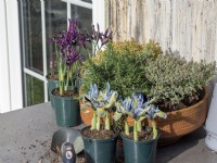 Préparez-vous à planter un pot en terre cuite avec des herbes et des premiers Iris reticulata