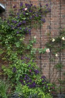 Clematis 'Princess Diana' et Clematis 'Etoile Violette' au Goldstone Hall Hotel, Shropshire - juin