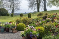 Donnant sur la pelouse vers la campagne, vue de la terrasse avec parterres de tulipes et boules de buis et pots de printemps.