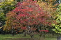 Acer sieboldianum, érable de Siebold, érable du Japon au feuillage vert moyen velouté qui, à l'automne, devient doré, rose puis pourpre.