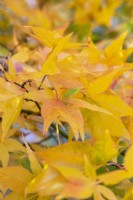 Acer palmatum matsumurae, érable japonais, a un feuillage vert qui, à l'automne, devient de plus en plus doré.