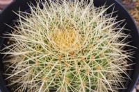 Echinocactus grusonii - Golden Barrel Cactus ou Coussin de belle-mère - Septembre