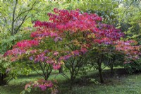 Neoshirakia japonica syn Sapium japonicum, un petit arbre rare au feuillage d'automne cramoisi brillant.