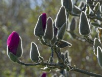 Magnolia 'Vulcan' bourgeons rétroéclairé mi-mars Norfolk