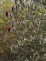Magnolia 'Vulcan' bourgeons rétroéclairé mi-mars Norfolk