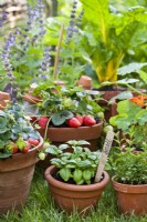 Herbes et fraises cultivées en pot.