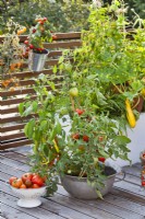 Tomates et poivrons cultivés en pot sur le toit-terrasse.