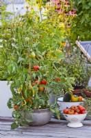 Tomates et poivrons cultivés en pot sur le toit-terrasse.