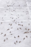 Empreintes d'oiseaux sur la surface couverte de neige