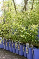 Pots violets de plants de bleuets étiquetés pour la vente