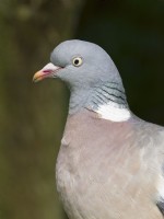 Columba palumbus - Pigeon ramier