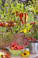 Tomates et poivrons cultivés en pot et récolte sur la table.