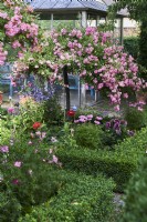 Rosa polyantha, rosier, baccata, buis, zinnia elegans, cosmea, cosmos bipinnatus, salvia gurantica, sauge, verveine bonariensis, rosier haut tronc entouré d'une haie de buis devant une maison de jardin
