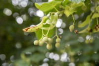 Tilia platyphyllos dans les fruits