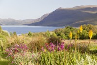 Vue de Little Loch Broom vue depuis Kniphofia Rich 'Echoes' et dieramas