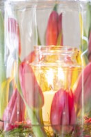 Affichage lanterne tulipe