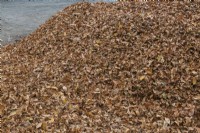 Feuilles tombées rassemblées dans un monticule pour le compostage en automne, Québec, Canada - octobre