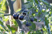 Solanum lycopersicum 'Zèbre' - Tomate