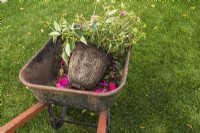 Brouette avec Impatiens x hybrida déraciné 'Vigorous Rose Pink' - plante à fleurs baumier qui poussait dans un semoir et des têtes de fleurs perdues - octobre